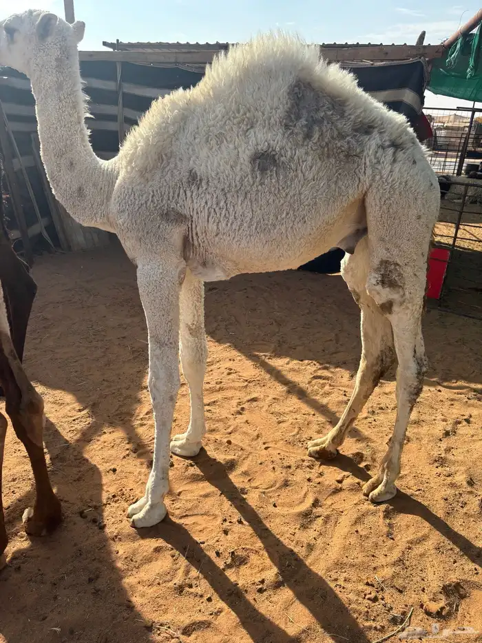 حوار لباني سمين 1