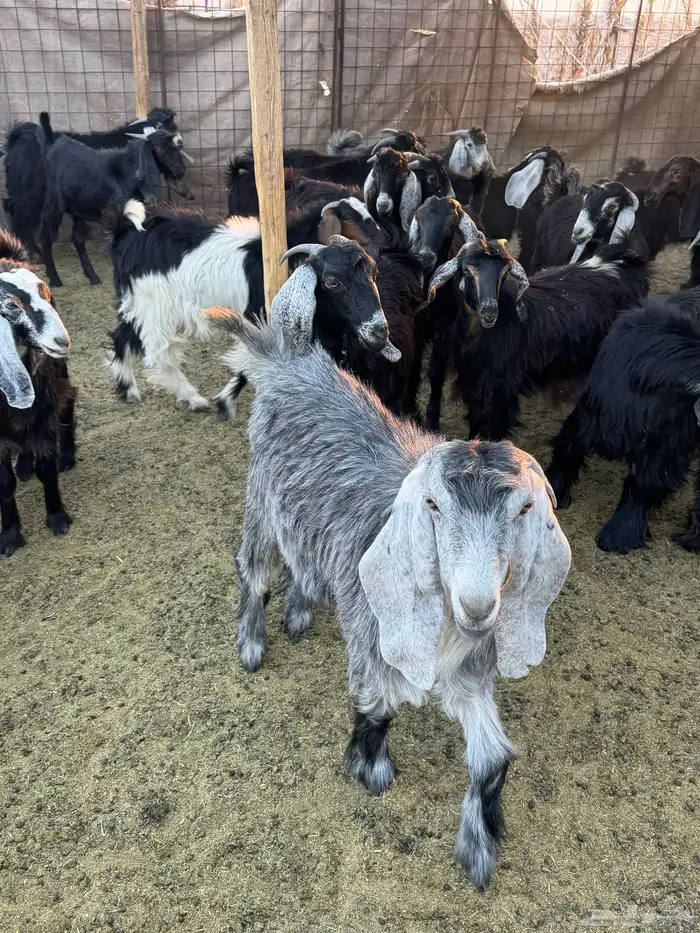 تيوس وجفار للبيع 7