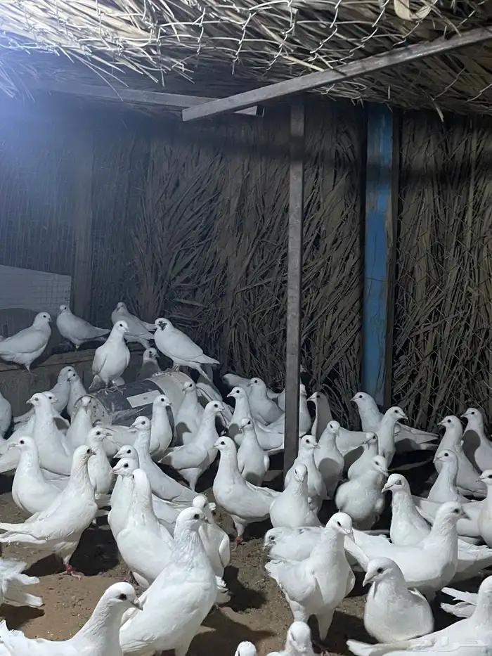 ذكور حمام فرنسي 12