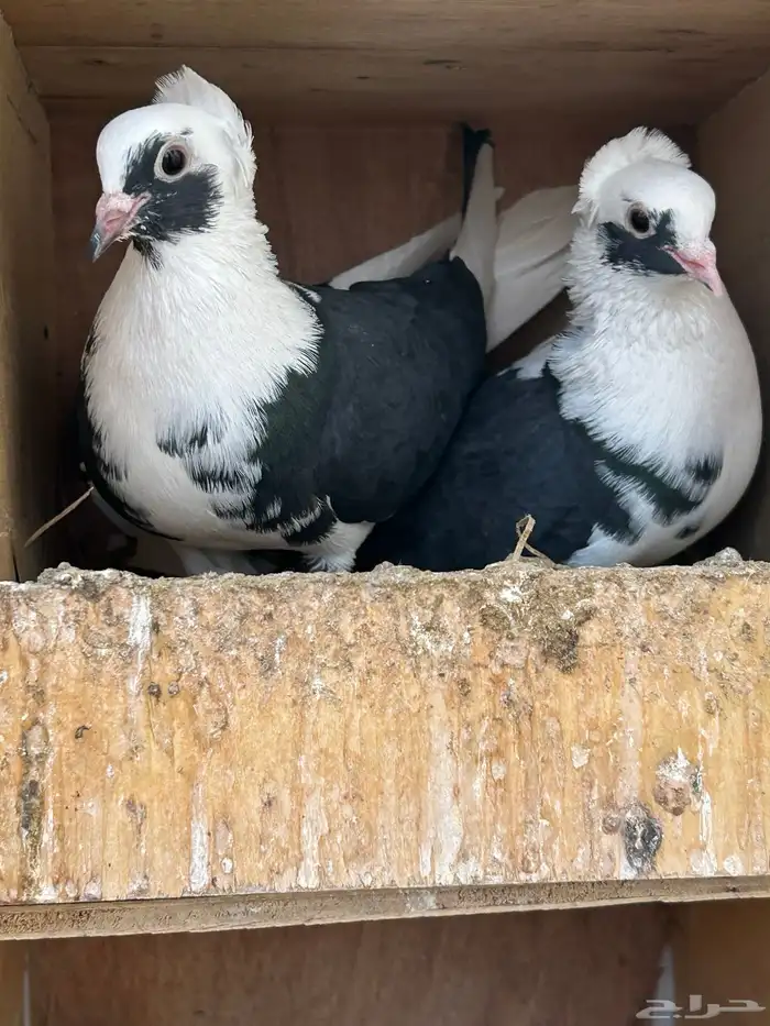 للبيع. 3اجواز . 1