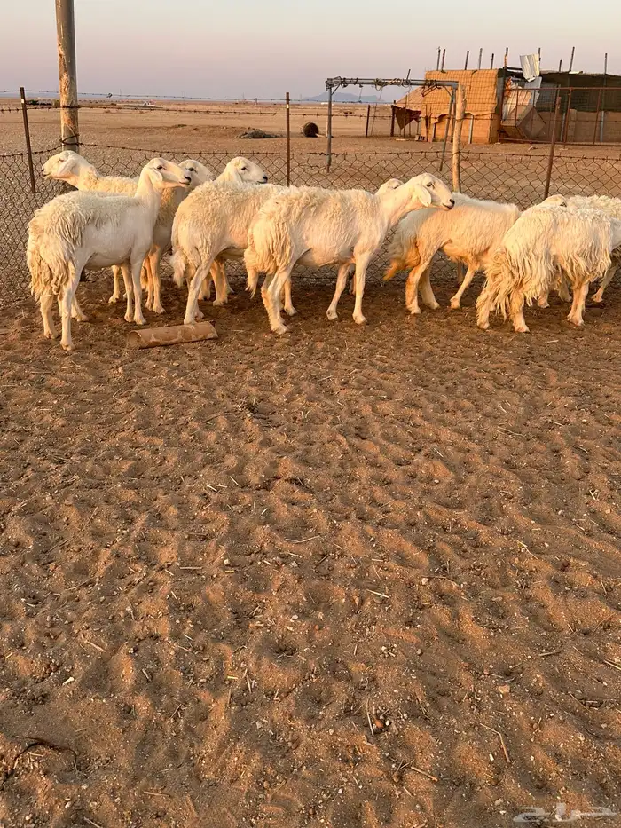 حريات حرش طيبه 0