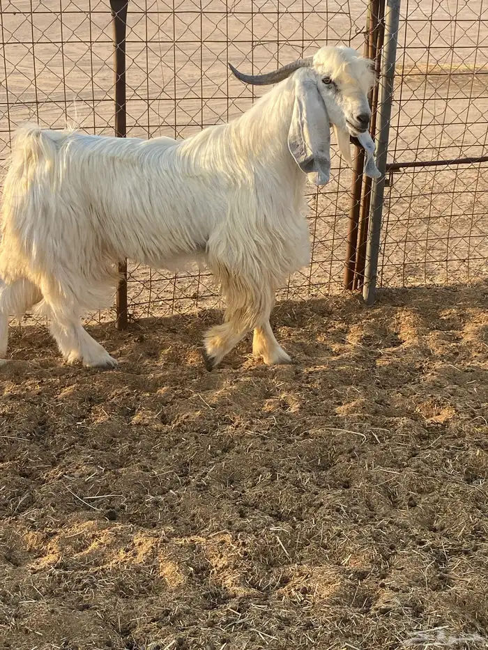 تيس فحل مشروك 1