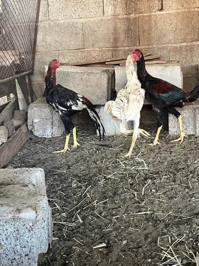 ديكه هجين سندي شامو 1