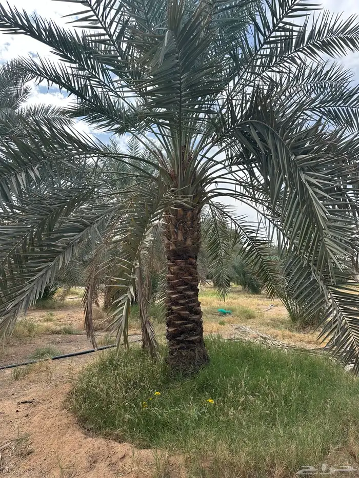 نخل مثمرنبتت علي وبرحي وخلاص وصقعي وسندي 4