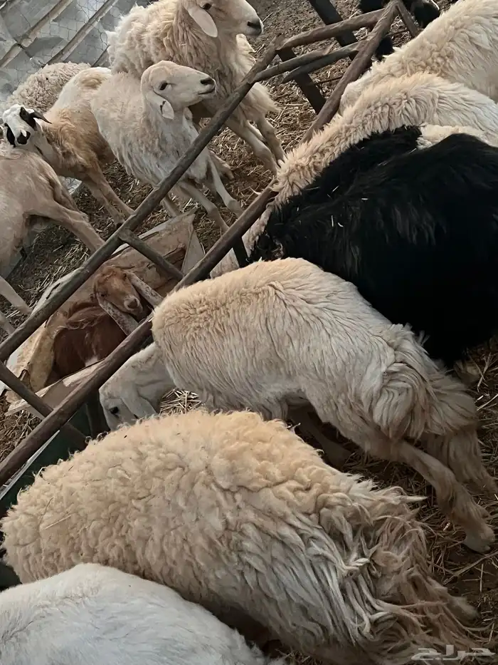 غنم حريه مراح واحد 1