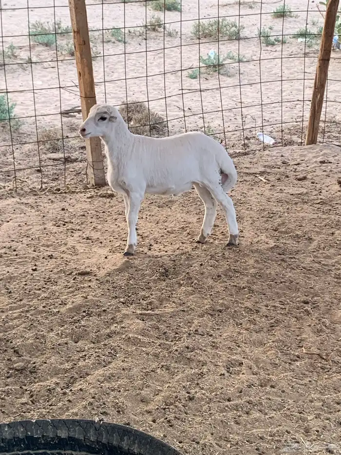 طلي عمره شهرين طيب 1