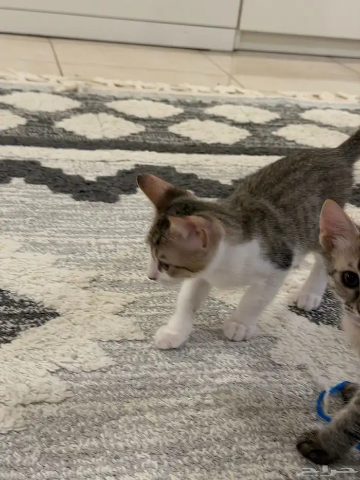 قطط للتبني بلدي لعوبيين 21