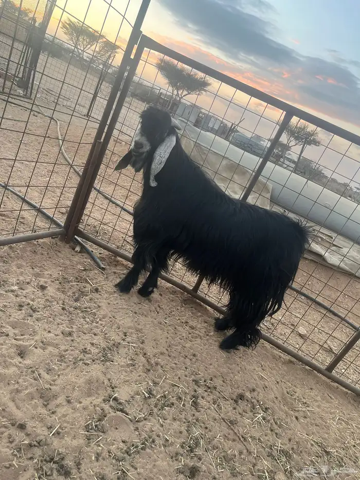 تيس عارضي السن قارح شبب 2