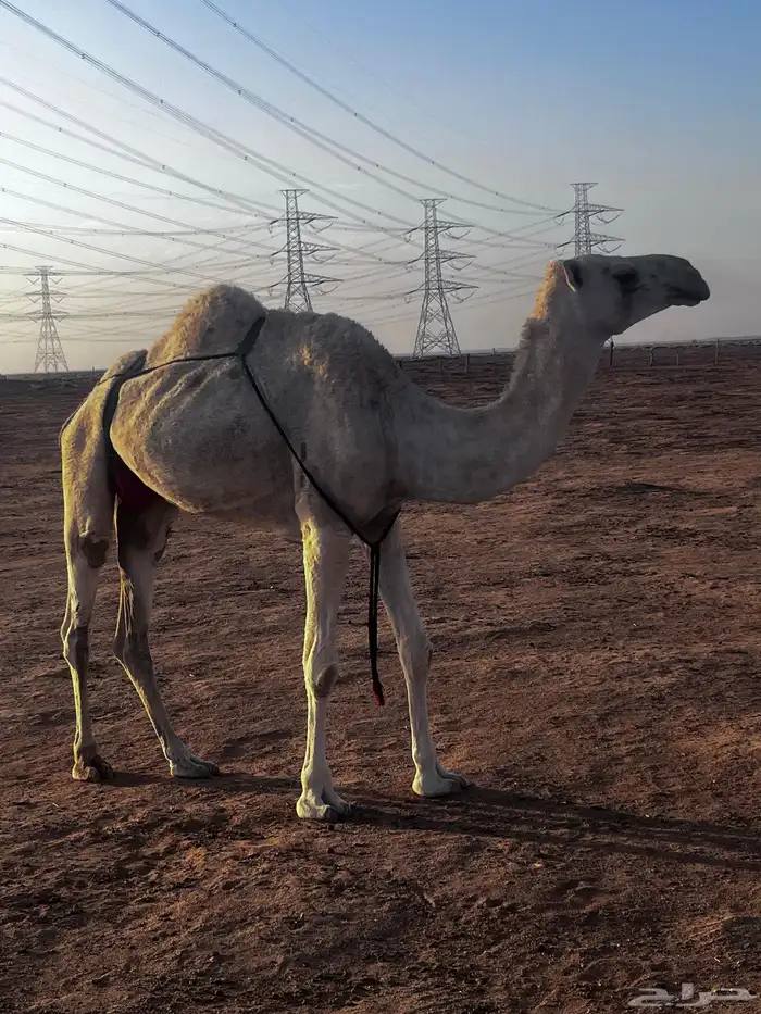 عشرا وضحاء تحتها قعود عمره 8 شهور 0