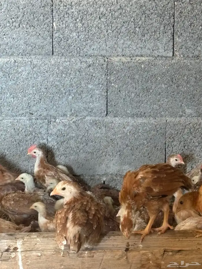 صوص دجاج بلدي 0