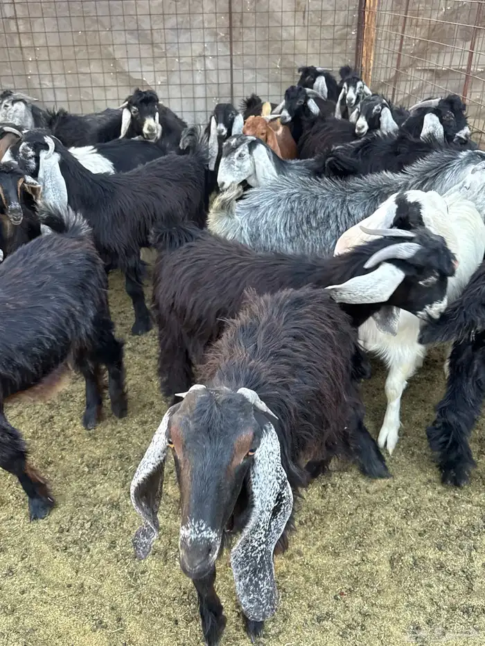 تيوس وجفار للبيع 1