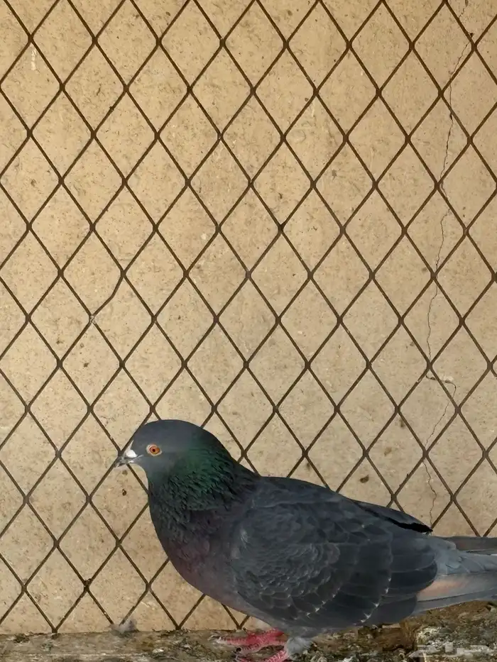 حمام عادي للعس 2