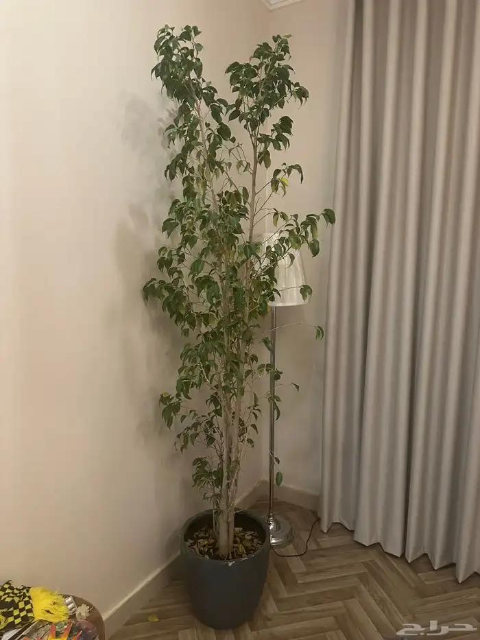 شجر منزلي للبيع 0