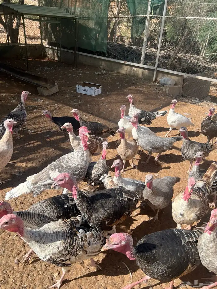 دجاج رومي للبيع 3