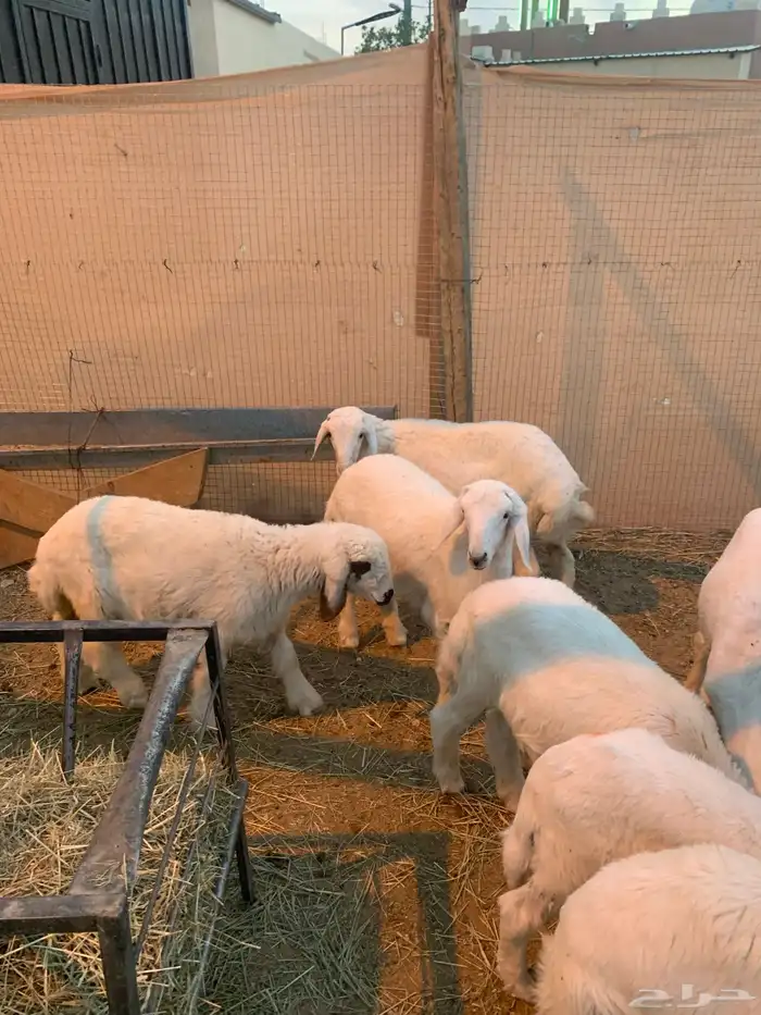 الربعه شهور العدد خمسطعش خرفان 1