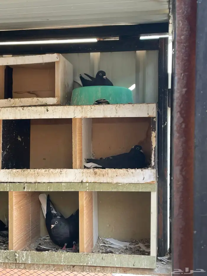 حمام قطايف للبيع 4