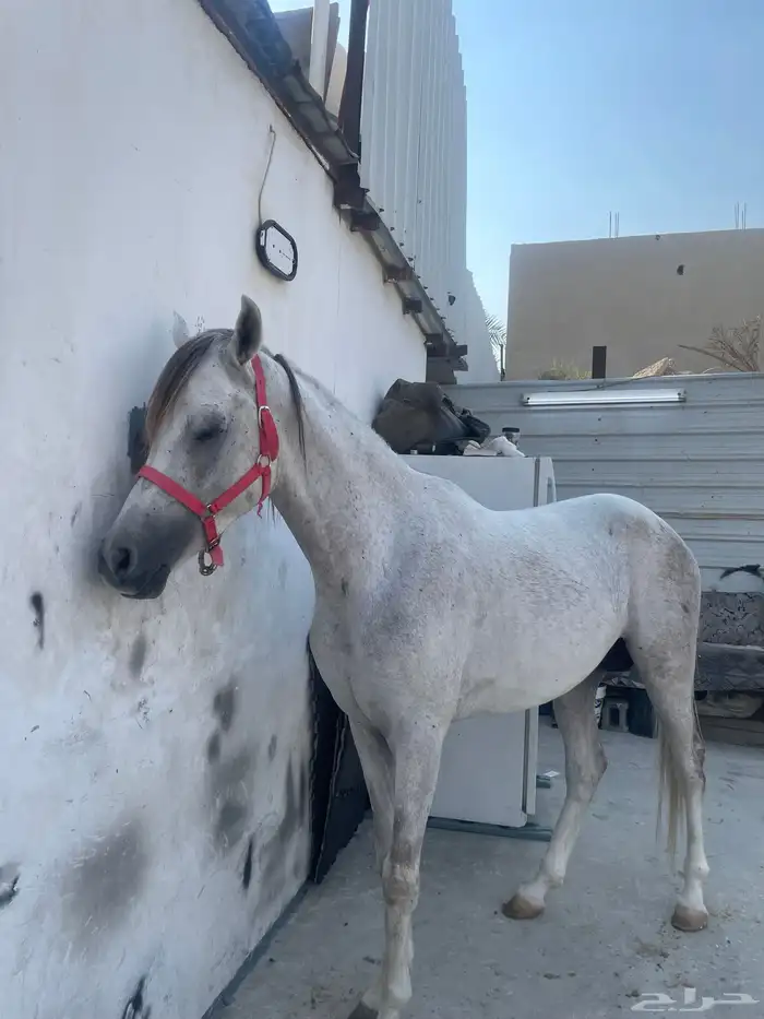 للبيع احصان شعبي العمر 5سنوان 4