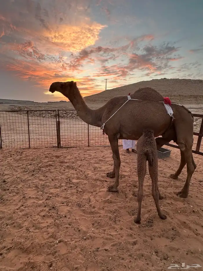 خلفه شعلا مناح وبداوه كفو 3