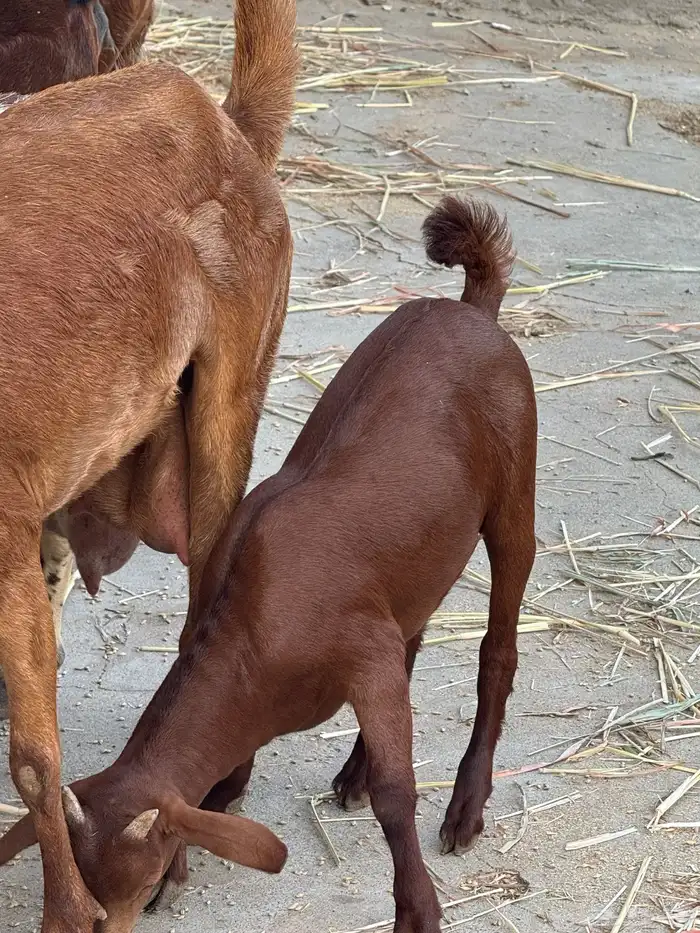 معزا مناتيج 6