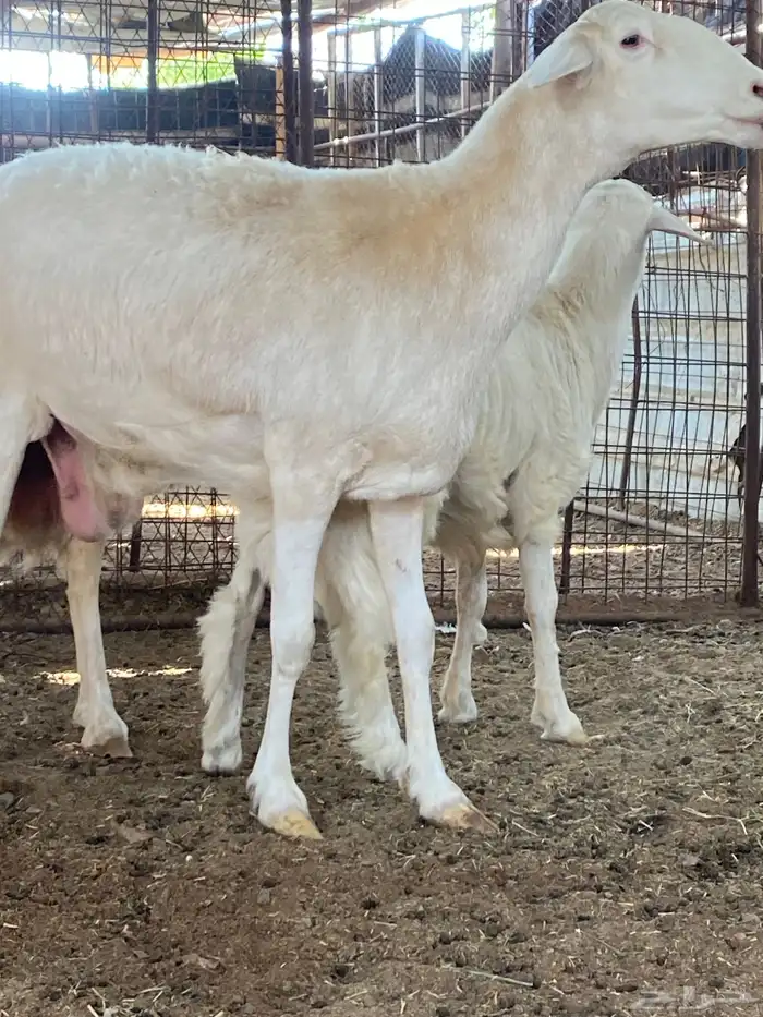 نعجة تحتها خروف صنف الصنف ( تم البيييع ) 12