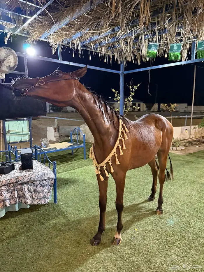 مربط عز الشقيق جازان - الشقيق 2