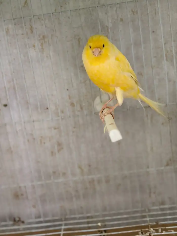 كناري جامبو 6