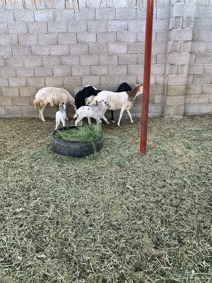 غنم ولد للبيع عدد 4 4
