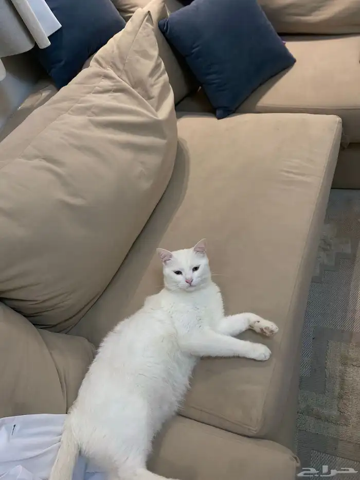 قط ذكر معقم شيرازي بلدي للتبني بالخبر 2