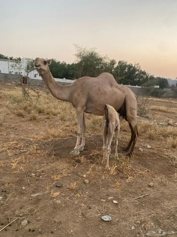 ناقة وقعود ذكر 1