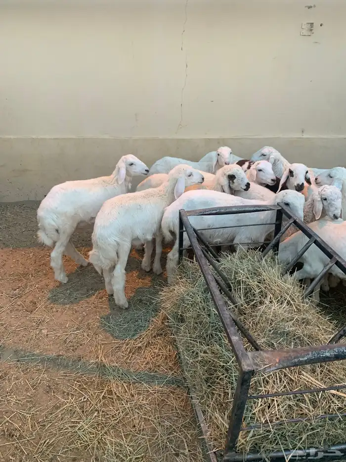 الربعه شهور العدد خمسطعش خرفان 5