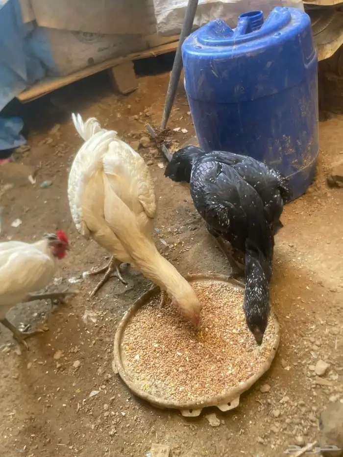 دجاج باكستاني 1