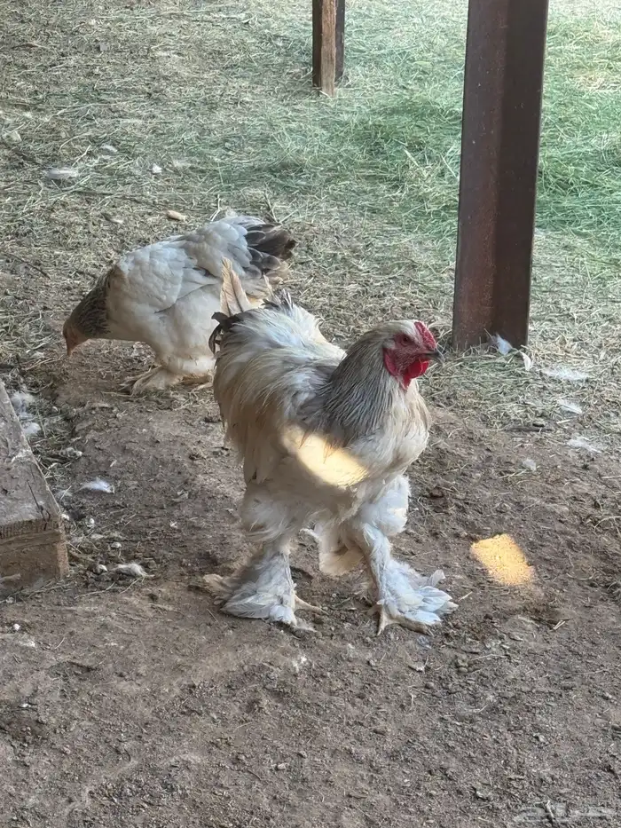 دجاج برهما كولمبي والأسود الصك خوارج سلالة كونك مستوىTOP 3