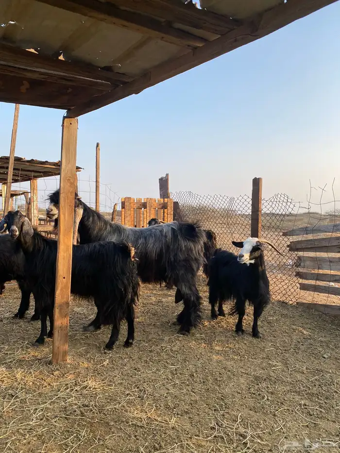 للبيع معزا عوارض وحريات بالفحل دفيع ومضاريع 18