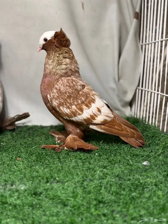 جوز حمام ساكسون 4