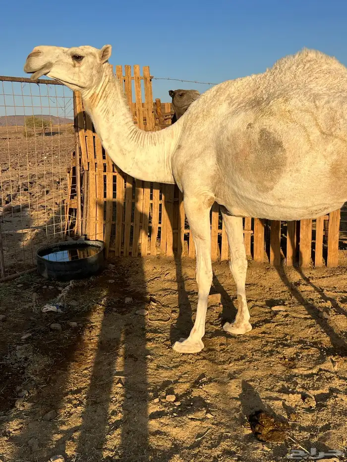 لقحه وضحاء ب 5200 يبلاش 2