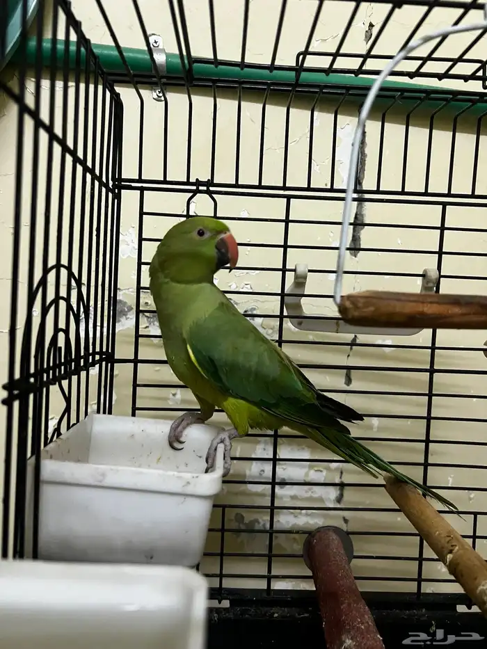 ببغاء الدرة الهندي 1