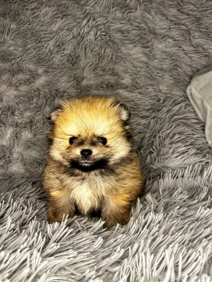 Male   Female Pomeranian Puppy 0
