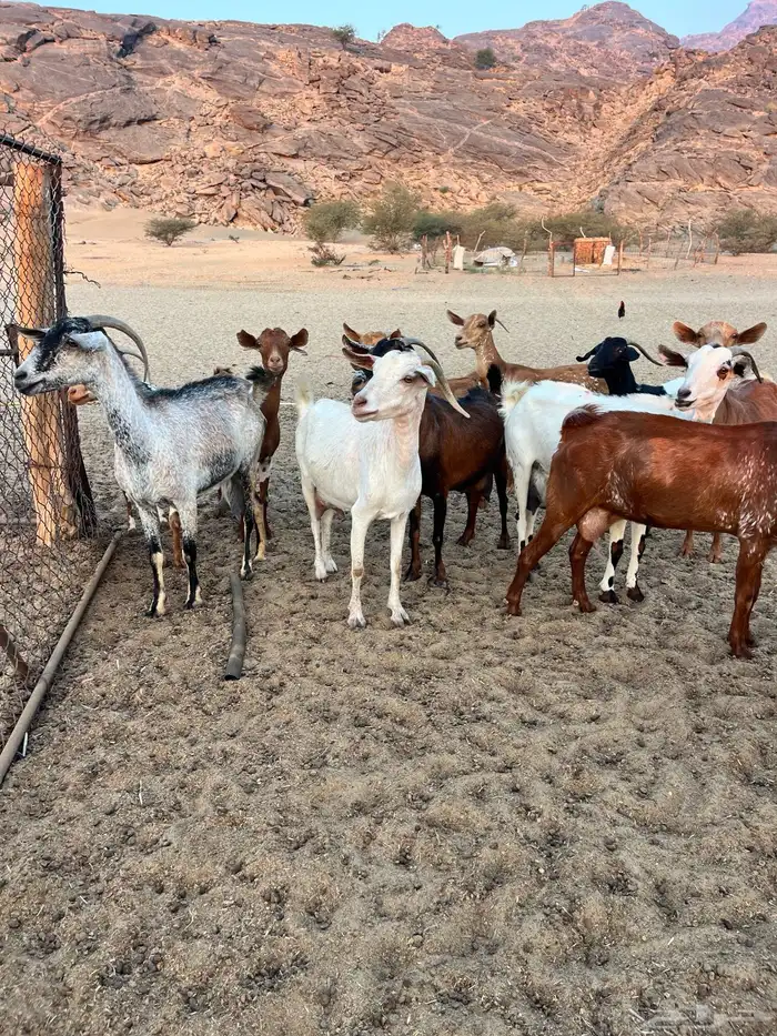 معزا مقاني 3