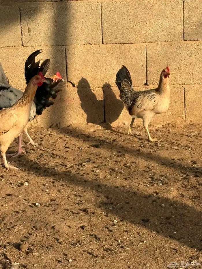 دجاج بلدي بياض عمر صغير 2