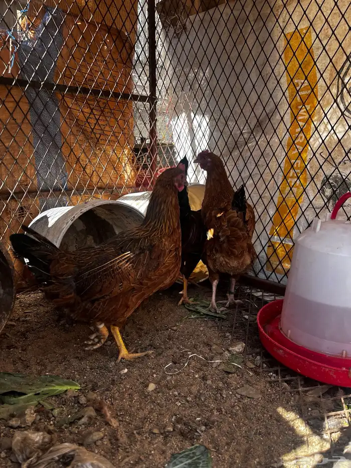 دجاج فرنسي و بلدي 0