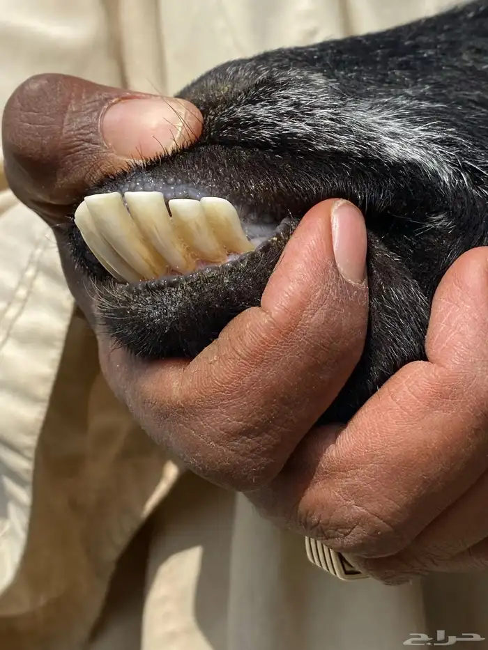 يامدورين الحليب معزا عارضيات حليب وافر شرط 37