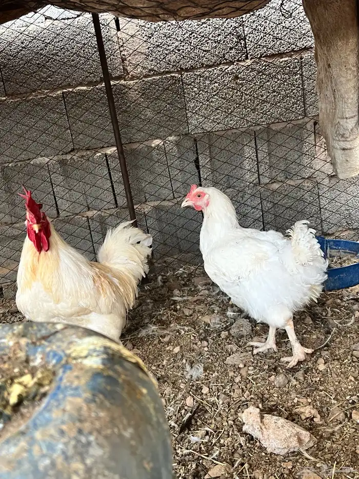 للبيع طقم ديك دجاج ابيض جروم سوبر من طيب 3