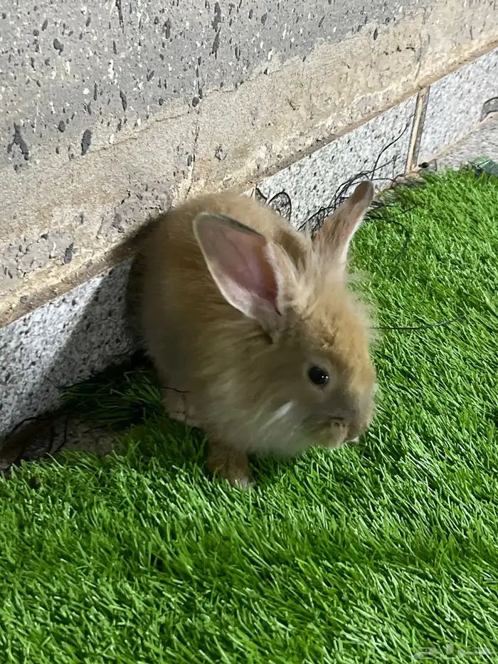 ارانب جوز فرنسي 1