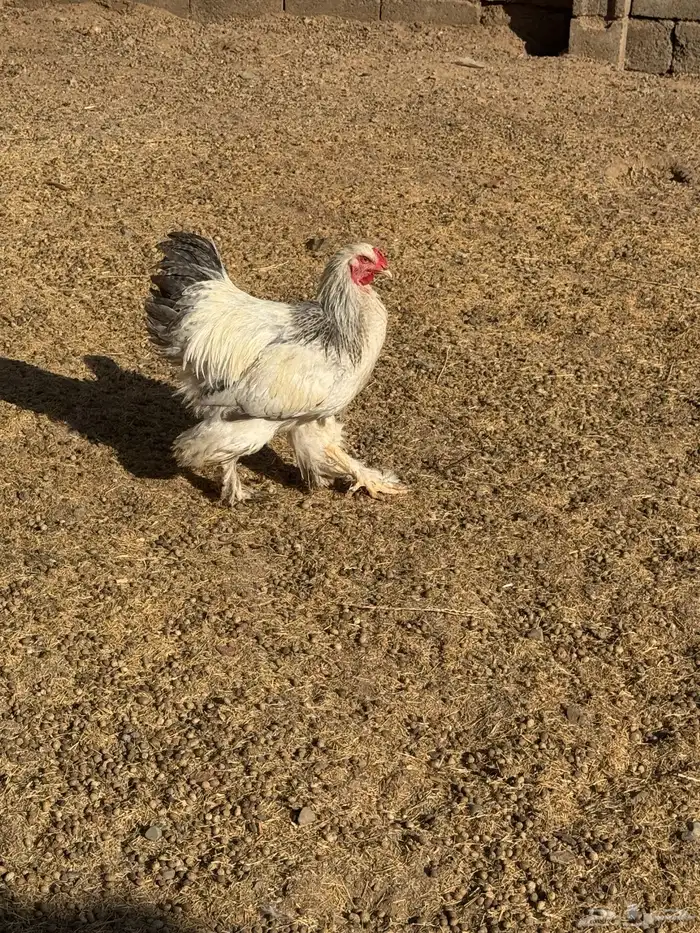 دجاج برهما كولمبي والأسود الصك خوارج سلالة كونك مستوىTOP 0