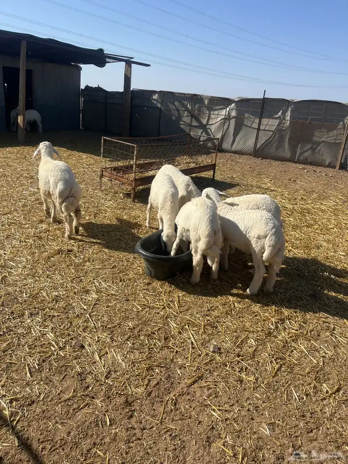 رخال وخرافان فاخر من الاخر مع نعجتين 0