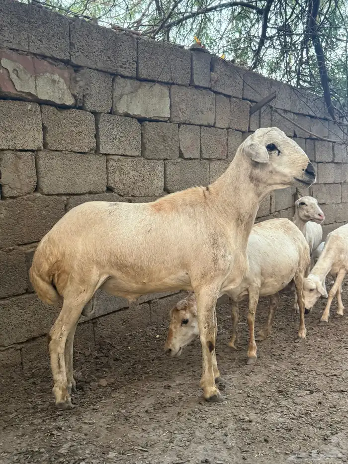 كبش فحل 0