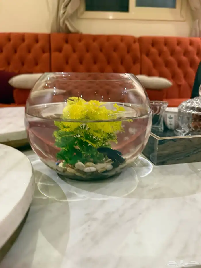 سمكة فايتر للبيع 0