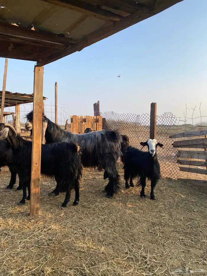 للبيع معزا عوارض وحريات بالفحل دفيع ومضاريع 17