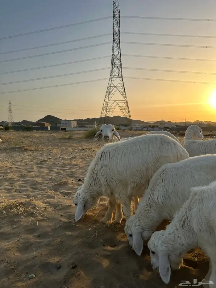 ذبايح حري وسواكني 5