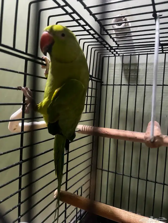 ببغاء الدرة الهندي 2